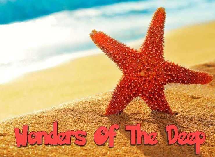 Play Wonders of the Deep