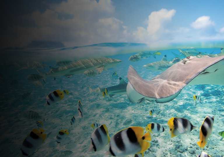 BoraBora BoraBora