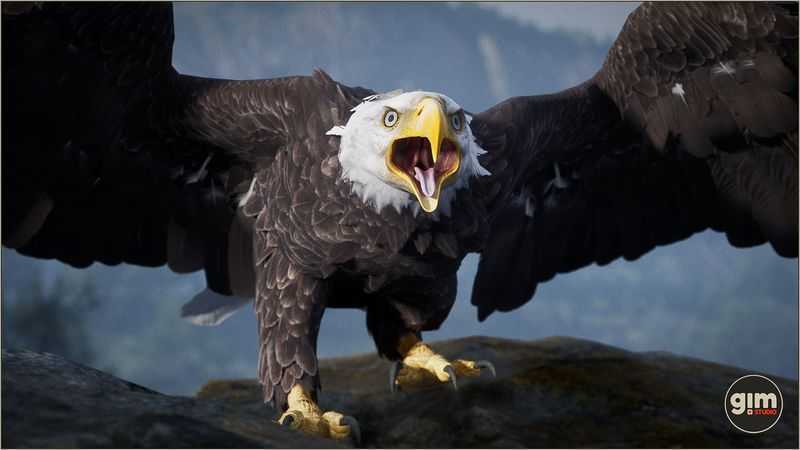 Bald Eagle Bald Eagle