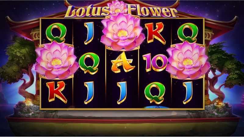 Lotus Flower Lotus Flower