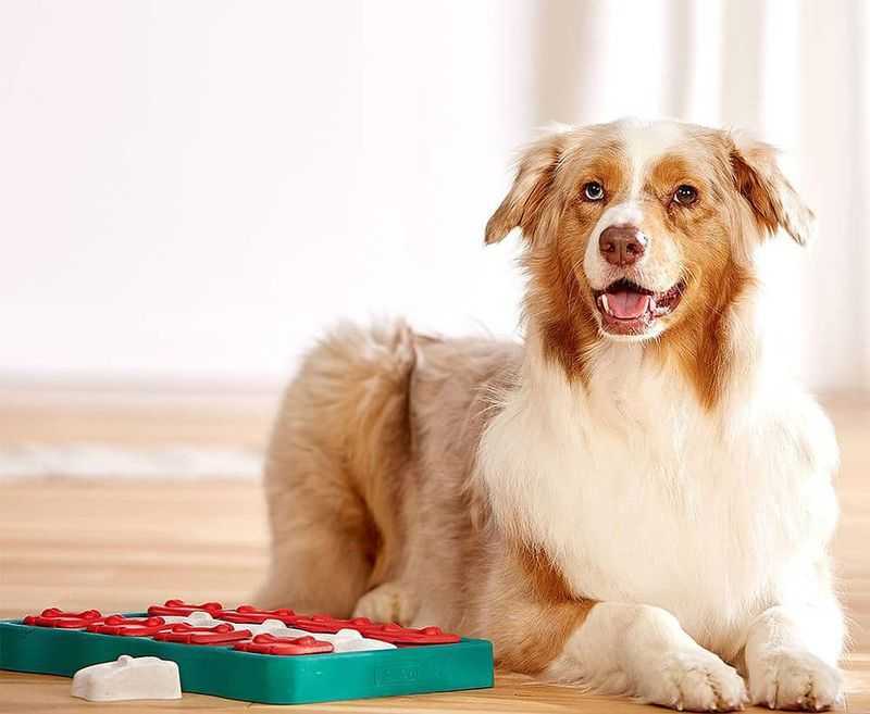 Dog 