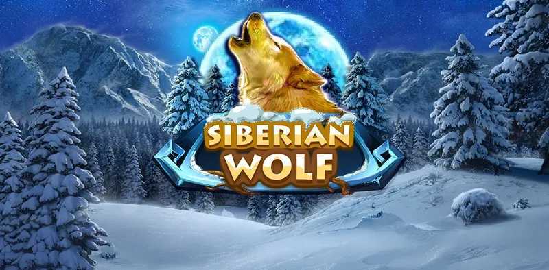 Play Siberian Wolf by Red Rake